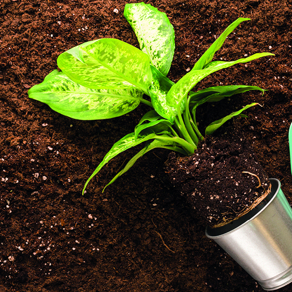 garden services